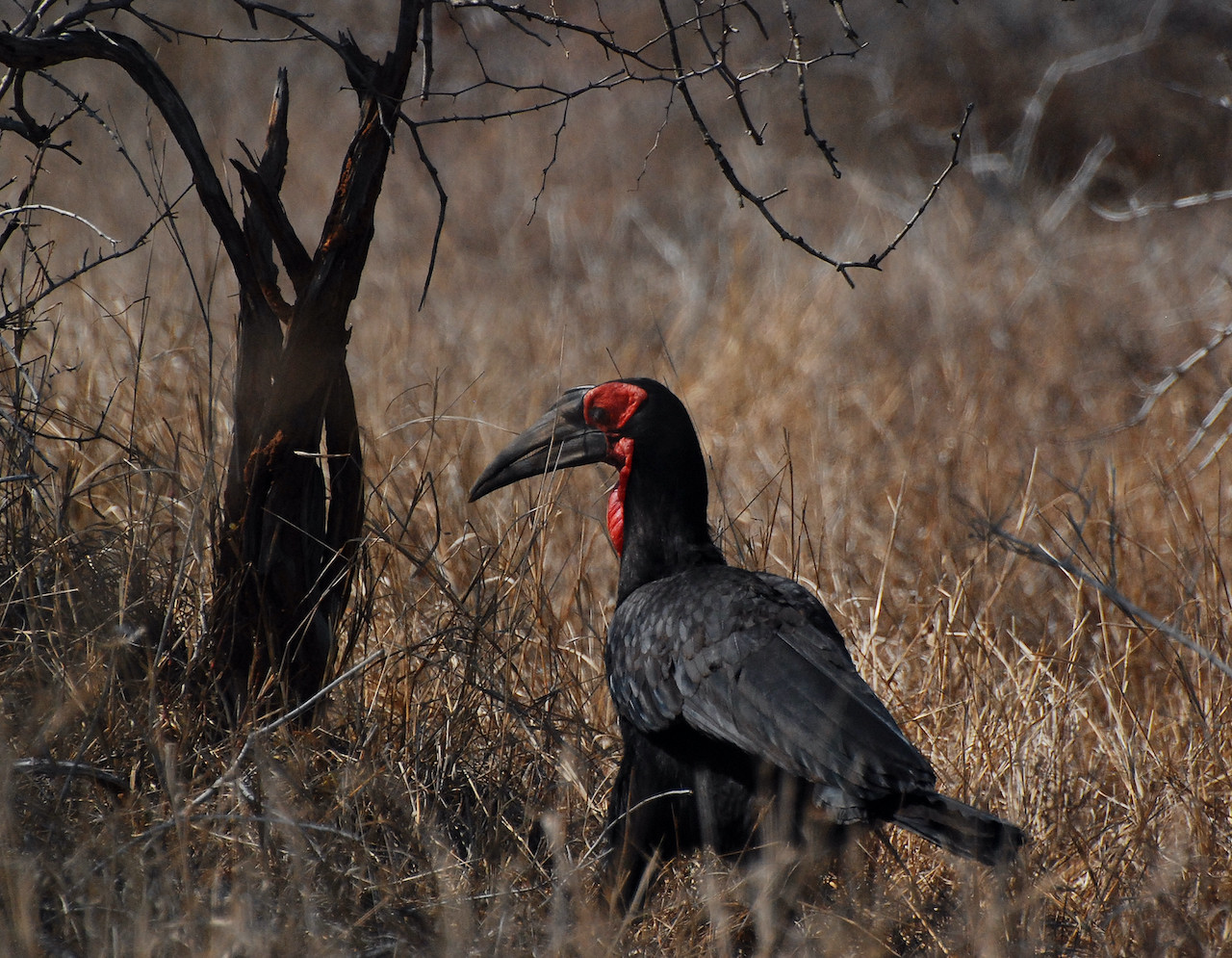 Bucorvus leadbeateri